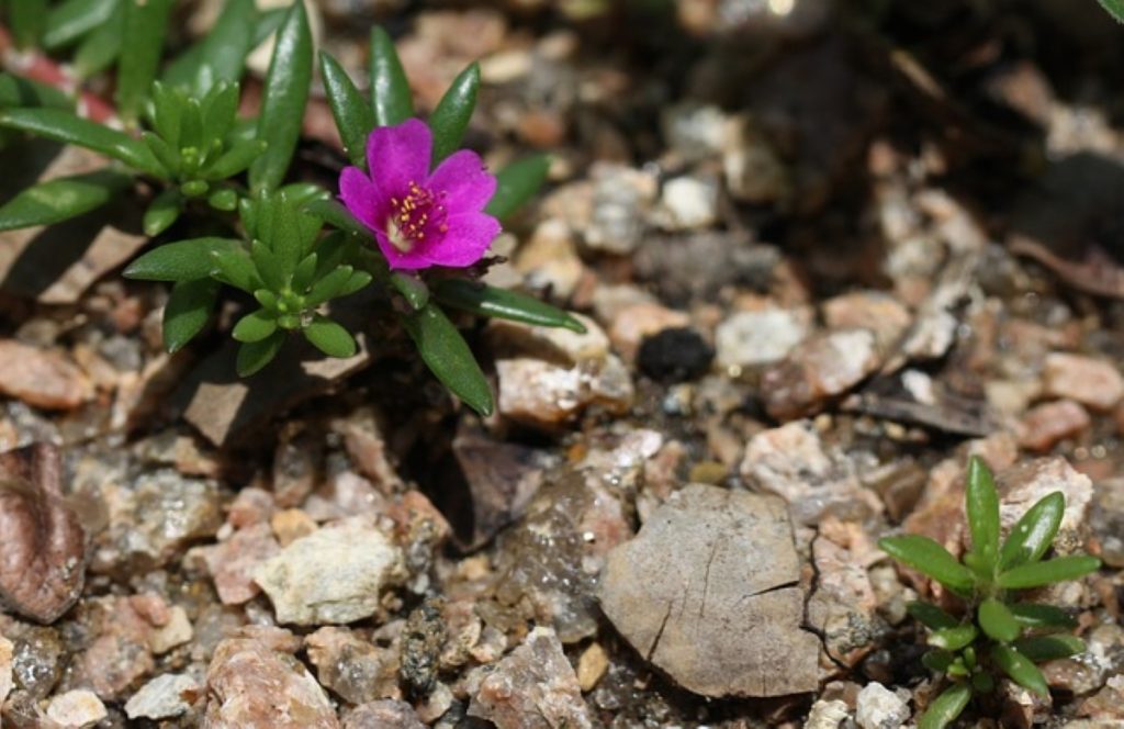 10 plantes idéales pour un sol caillouteux